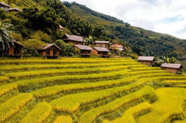 Mái rơm nhân tạo tại Eco Palms House Sapa