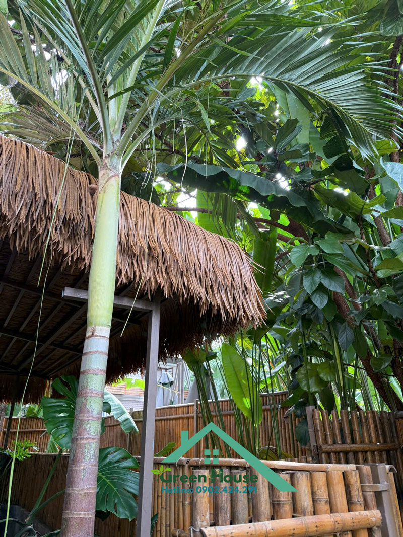 mái tranh tại an bàng, hội an